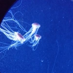 Meet your Posher, LD